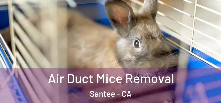 Air Duct Mice Removal Santee - CA